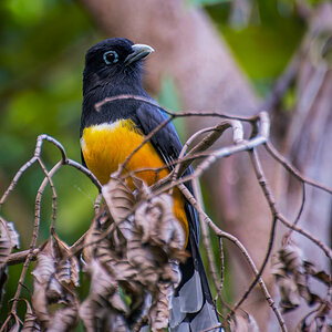 2016-01-18 05 Black-headed Trogon.jpg