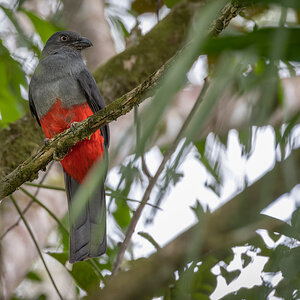 2021-12-25 58 Female Slaty-tailed Trogon.jpg