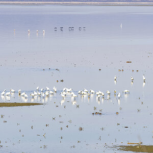 2023-03-14 09 Eurasian Spoonbills.jpg