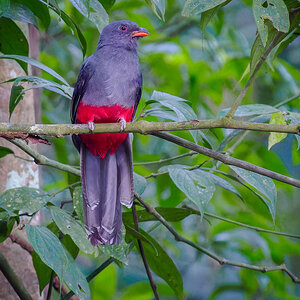 2024-03-06 02 Slaty-tailed Trogon.jpg
