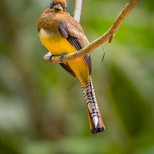 2024-03-08 40 Female Northern Black-throated Trogon.jpg