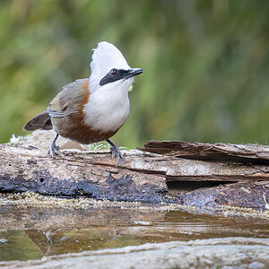 2025-04-03 04 White-crested Laughingthrush.jpg