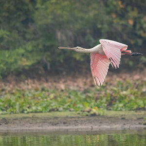 2024-09-14 07 Roseate Spoonbill in Flight.jpg