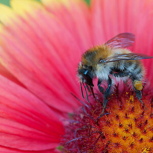 P7096481nikon.jpg