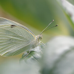 N7133727nikon.jpg