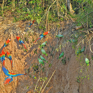 2008-09-01 23 Scarlet Macaws and Southern Mealy Amazons.JPG