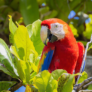 2022-01-04 06 Scarlet Macaw.jpg