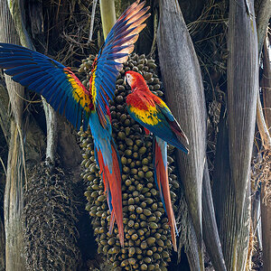 2022-01-09 07 Scarlet Macaws.jpg