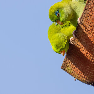 2024-01-14 01 Spectacled Parrotlets.jpg
