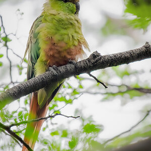 2024-02-17 09 Austral Parakeet.jpg