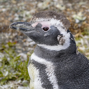 2024-02-20 14 Magellanic Penguin Molting.jpg