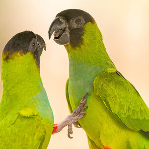 2024-09-15 036 Nanday Parakeets.jpg