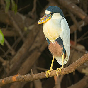 2024-09-19 045 Juvenile Boat-billed Heron.jpg