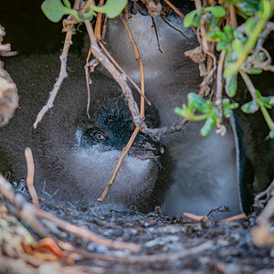 2018-01-16 03 Australian Little Penguins.jpg