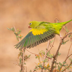 2024-09-12 036 Yellow-chevroned Parakeet in Flight.jpg