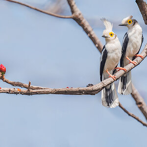 2024-12-21 073 White-crested Helmetshrikes.jpg