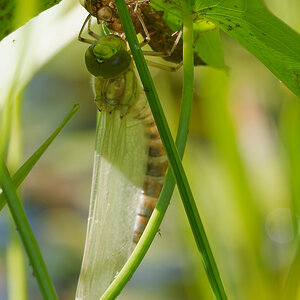 N7153776nikon.jpg
