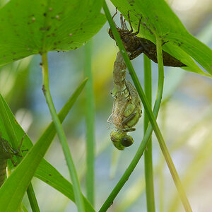 N7153765nikon.jpg