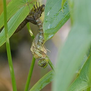 N7153764nikon.jpg
