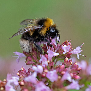 Hummel 2.jpg