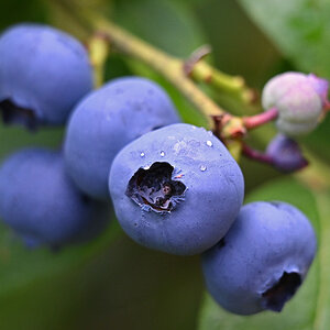 Blaubeeren.jpg