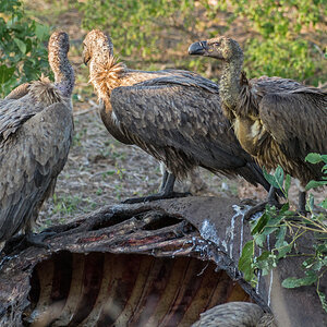 2016-06-11 02 White-backed Vultures.jpg