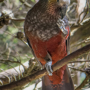 2019-01-01 26 Kaka.jpg