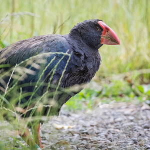 2019-01-18 20 Takahe.jpg