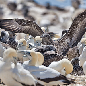2020-02-15 21 Young Cape Gannet.jpg