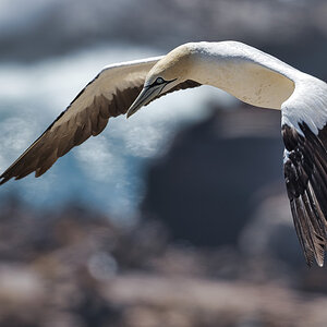 2020-02-15 36 Cape Gannet in Flight.jpg