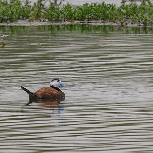 2024-04-06 40 White-headed Duck.jpg