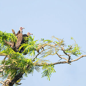 2024-12-15 048 Hooded Vultures.jpg