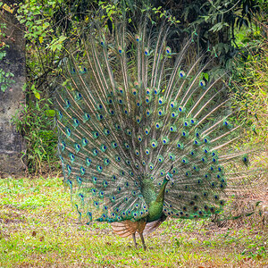 2025-01-25 41 Green Peafowl.jpg