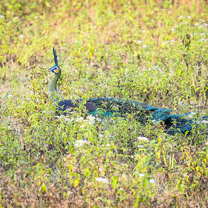 2025-02-16 088 Green Peacock.jpg
