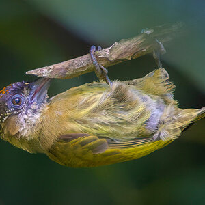 2021-12-31 24 Olivaceus Piculet.jpg