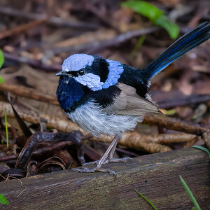 2023-01-05 02 Superb Fairywren.jpg