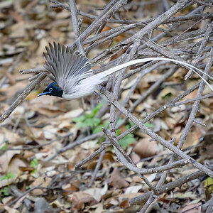 2025-04-04 053 Indian Paradise Flycatcher in Flight.jpg