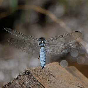N7174044nikon.jpg
