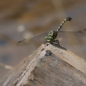 N7173972nikon.jpg