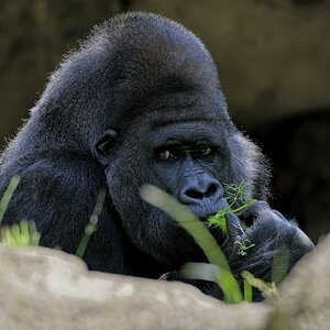 Gorilla I.jpg