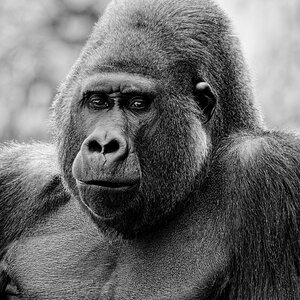 Gorilla II.jpg