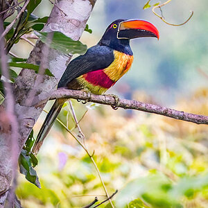 2021-12-26 09 Fiery-billed Aracari.jpg
