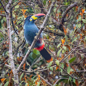 2024-01-15 41 Gray-breasted Mountain-Toucan.jpg