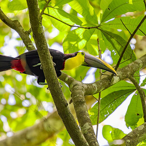2024-03-04 26 Chestnut-mandibled Toucan.jpg