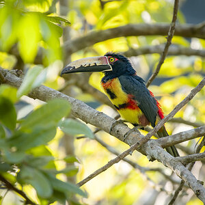 2024-03-06 23 Collared Aracari.jpg