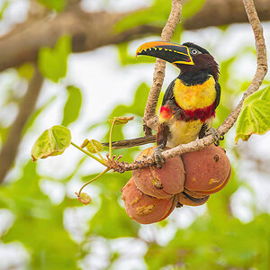 2024-09-16 021 Chestnut-eared Aracari.jpg