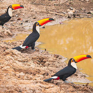2024-09-13 028 Toco Toucans.jpg