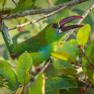 2024-01-06 24 Crimson-rumped Toucanet.jpg