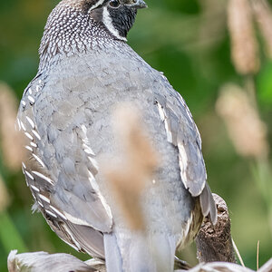 2019-01-18 05 California Quail.jpg