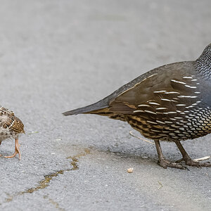 2019-01-18 12 California Quail.jpg